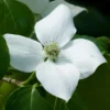 Cornus Kousa China Girl - Cornouiller Du Japon Blanc