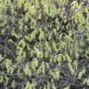 Corylopsis Spicata - Faux Noisetier