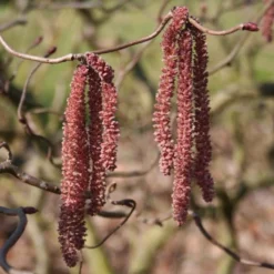 Noisetier Tortueux Pourpre - Corylus Avellana Red Majestic