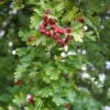 Crataegus Monogyna Stricta - Aubépine
