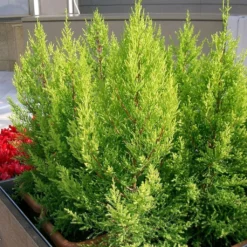 Cupressus Macrocarpa Goldcrest - Cyprès De Lambert