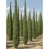 Cupressus Sempervirens Garda - Cyprès D'Italie, De Provence