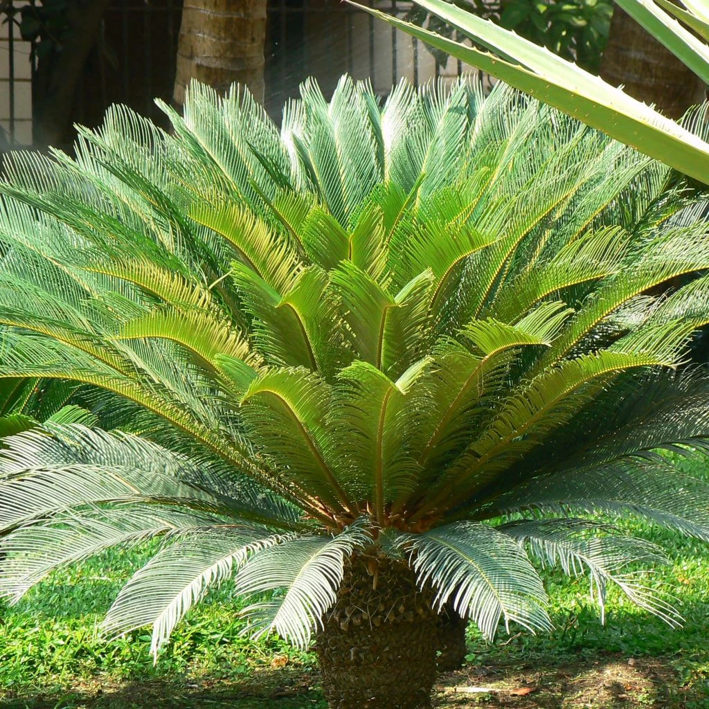 Cycas Revoluta - Cycas Du Japon 1 Cycas Revoluta - Cycas Du Japon