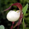Cypripedium Kentuckiense - Sabot De Vénus Pourpre Et Ivoire