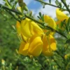 Genêt - Cytisus Golden Sunlight