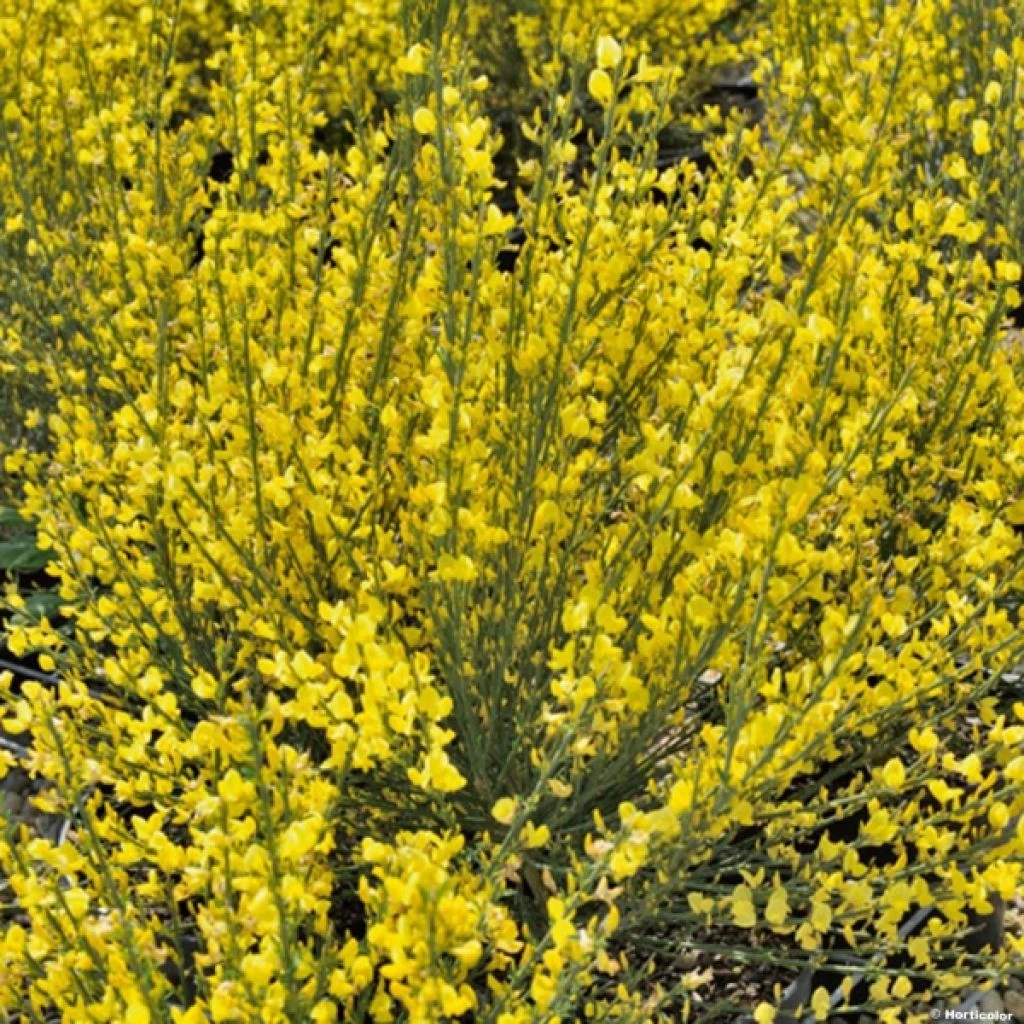 Genêt Précoce - Cytisus Praecox Allgold 1 Genêt Précoce - Cytisus Praecox Allgold
