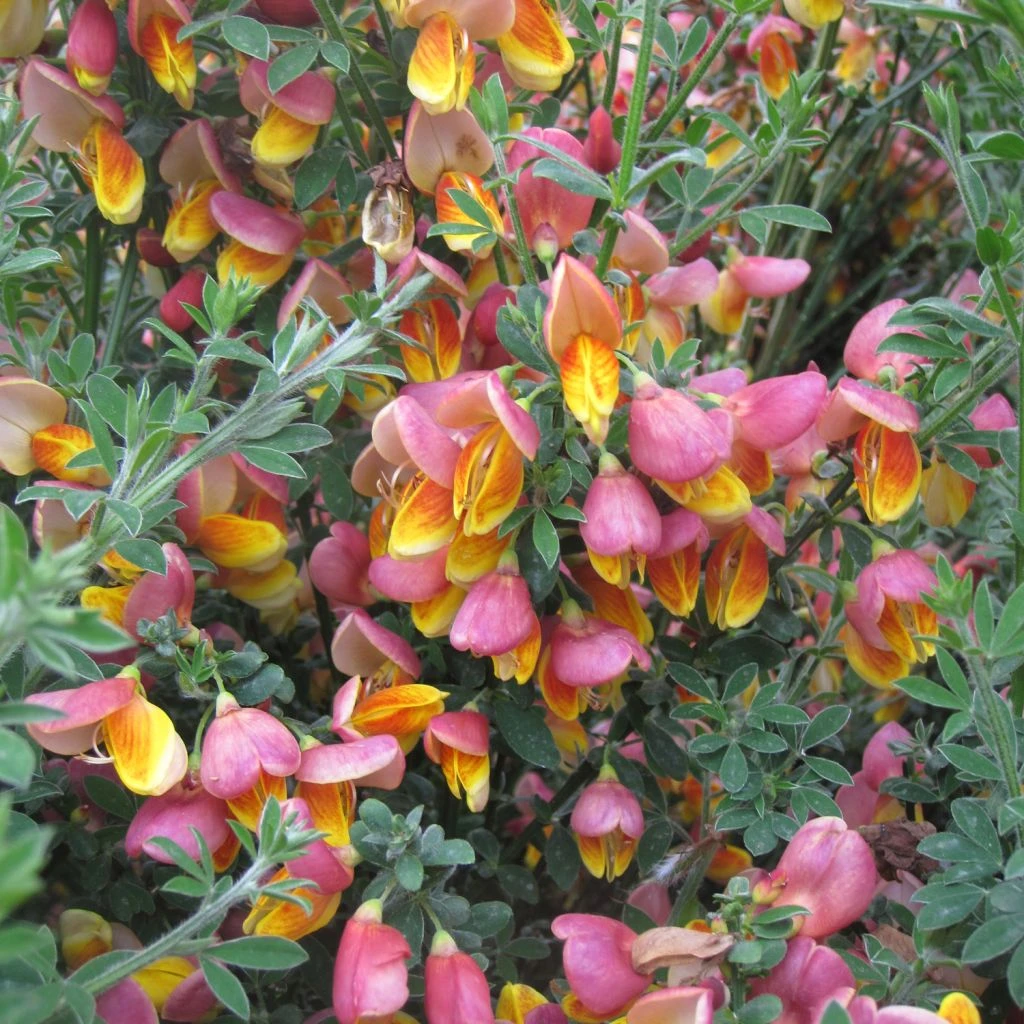Genêt à Balais - Cytisus Scoparius La Coquette 1 Genêt à Balais - Cytisus Scoparius La Coquette