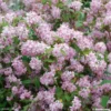Deutzia Hybride Mont Rose - Deutzie