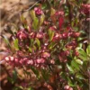 Dodonaea Viscosa Purpurea - Dodonée Visqueuse