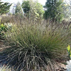 Elegia Elephantina - Restio