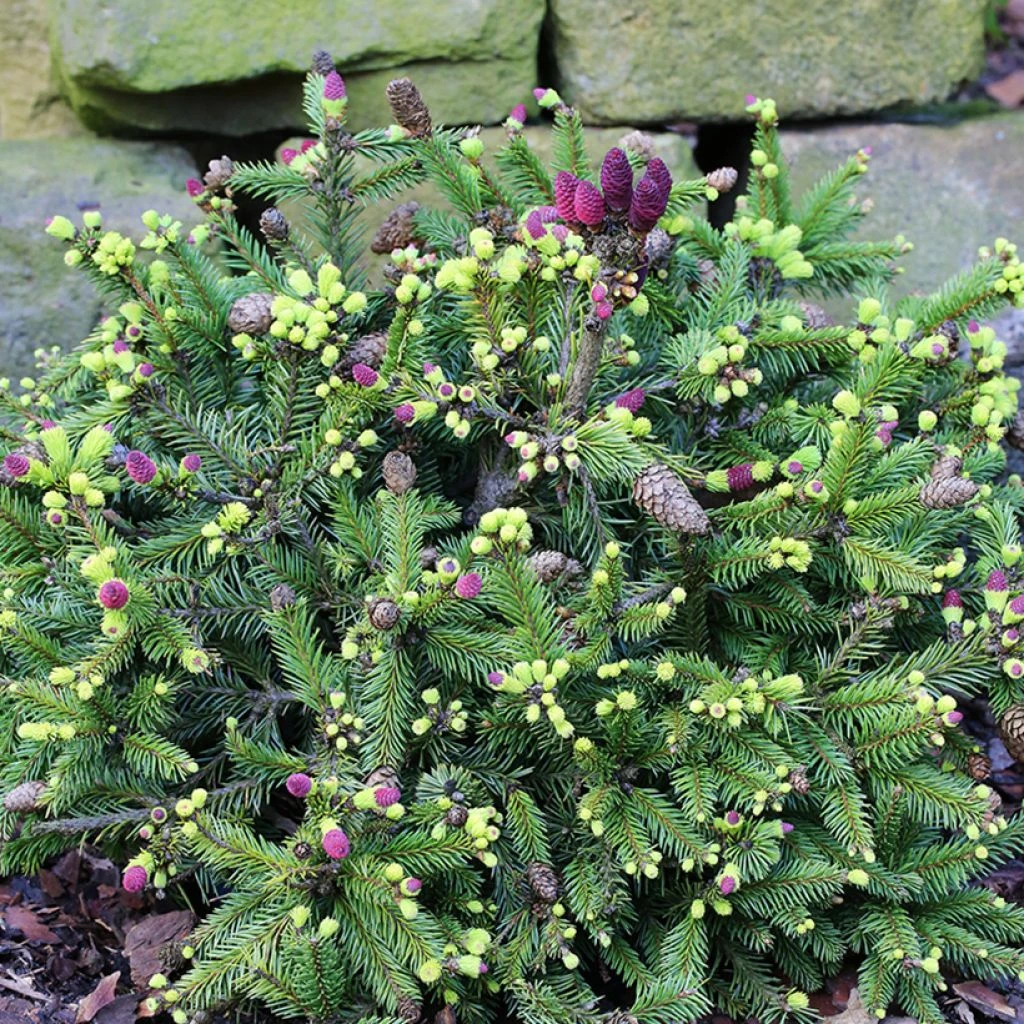 Epicea Commun Nain - Picea Abies Pusch 1 Epicea Commun Nain - Picea Abies Pusch