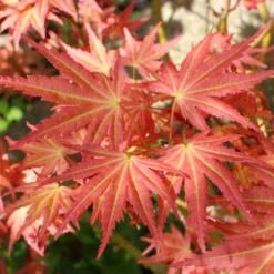 Erable Du Japon - Acer Palmatum Brown Sugar