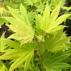 Erable Du Japon - Acer Palmatum Summer Gold
