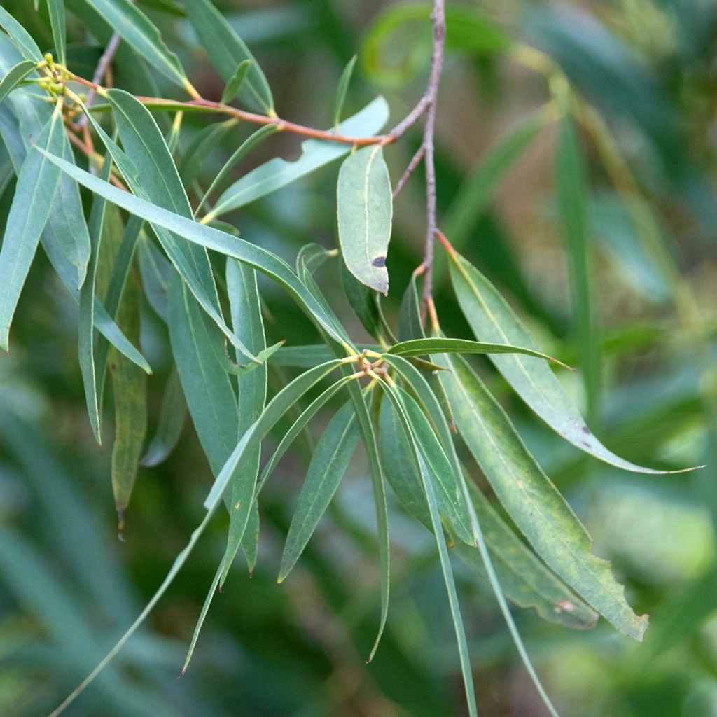 Eucalyptus Approximans - Mallee De Barren Mountain 1 Eucalyptus Approximans - Mallee De Barren Mountain