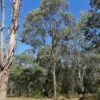 Eucalyptus Camphora Subsp Camphora - Gommier Des Marais