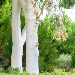 Eucalyptus Dalrympleana - Gommier Blanc Des Montagnes