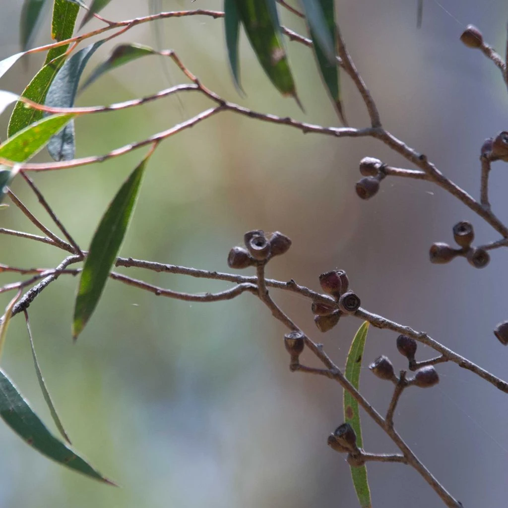 Eucalyptus Stricta - Eucalyptus Mallee Des Blue Mountains 1 Eucalyptus Stricta - Eucalyptus Mallee Des Blue Mountains