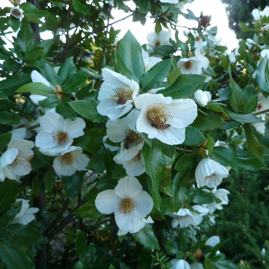 Eucryphia Intermedia Rostrevor 1 Eucryphia Intermedia Rostrevor
