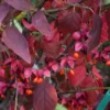Euonymus Planipes - Fusain