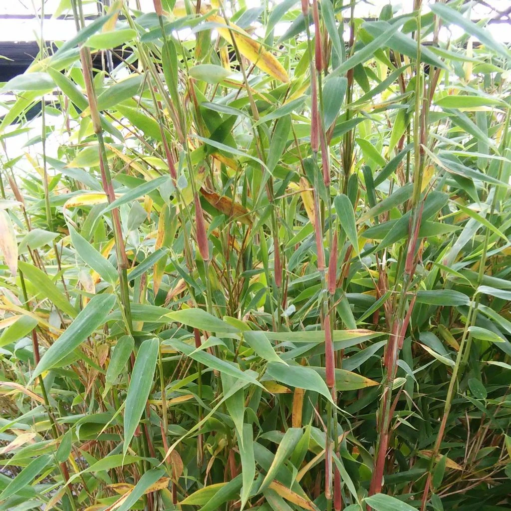 Fargesia Murielae Panda - Bambou Non Traçant 1 Fargesia Murielae Panda - Bambou Non Traçant