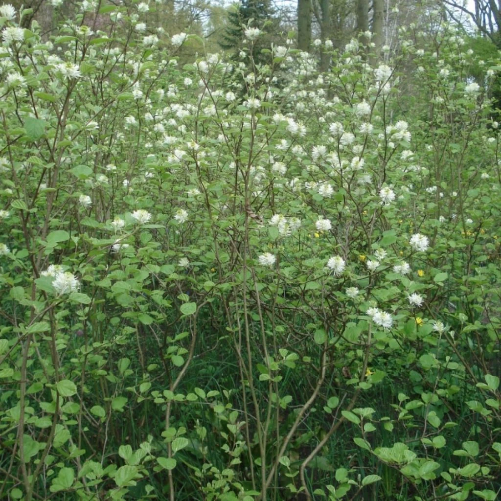 Fothergilla Major - Grand Fothergilla 1 Fothergilla Major - Grand Fothergilla