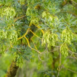 Fraxinus Angustifolia - Frêne à Feuilles étroites