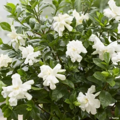 Gardenia Jasminoides Double Diamonds