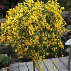Genêt à Balais Sur Tige - Cytisus Scoparius Golden Tears