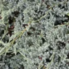 Genévrier écailleux - Juniperus Squamata Blue Spider