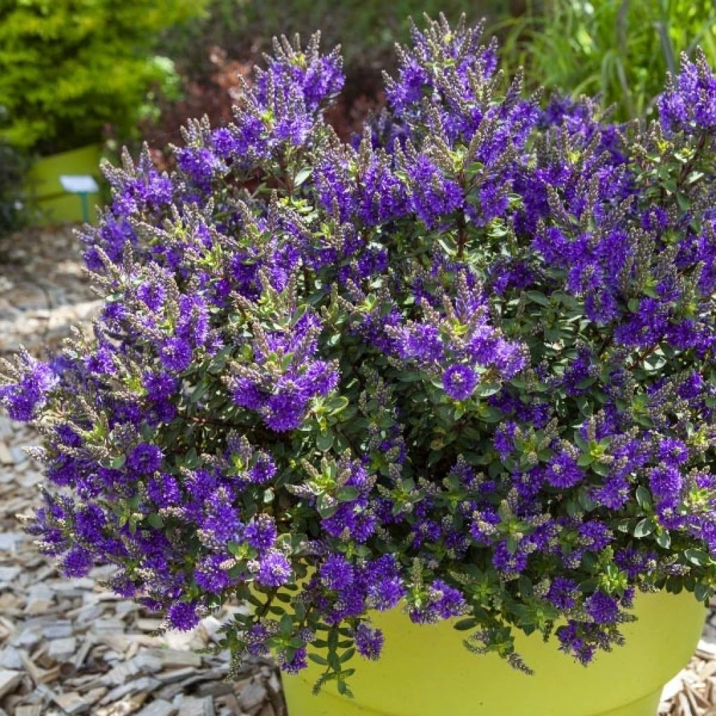 Hebe Claret Crush - Véronique Arbustive 1 Hebe Claret Crush - Véronique Arbustive