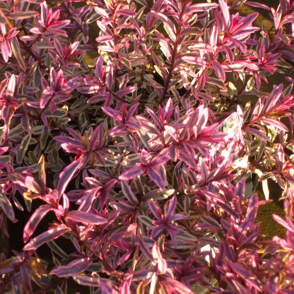 Hebe Heartbreaker - Véronique Arbustive 1 Hebe Heartbreaker - Véronique Arbustive