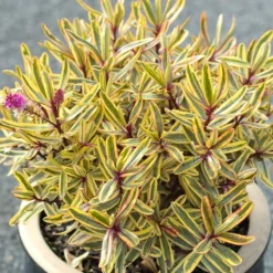 Hebe Jewel Of The Nile - Véronique Arbustive