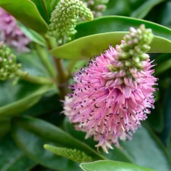 Hebe Linda - Véronique Arbustive