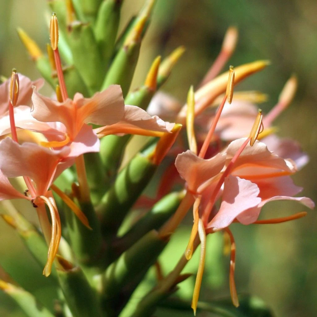 Hedychium Elizabeth - Gingembre D'ornement 1 Hedychium Elizabeth - Gingembre D'ornement