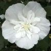 Hibiscus Syriacus White Chiffon - Althéa Blanc Double