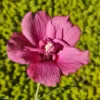 Hibiscus Syriacus Flower Tower Ruby - Althea
