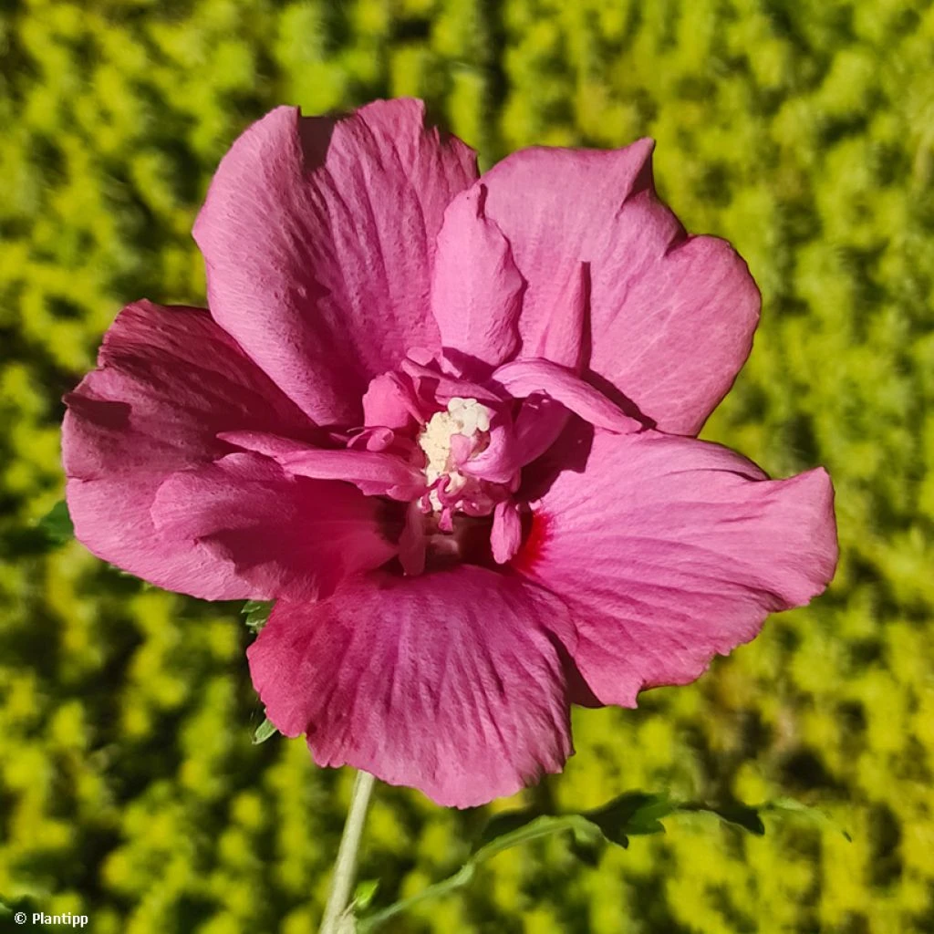 Hibiscus Syriacus Flower Tower Ruby - Althea 1 Hibiscus Syriacus Flower Tower Ruby - Althea