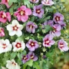 Hibiscus Syriacus Tricolor - Althéa Tricolore
