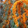 Hippophae Rhamnoides Orange Energy - Argousier