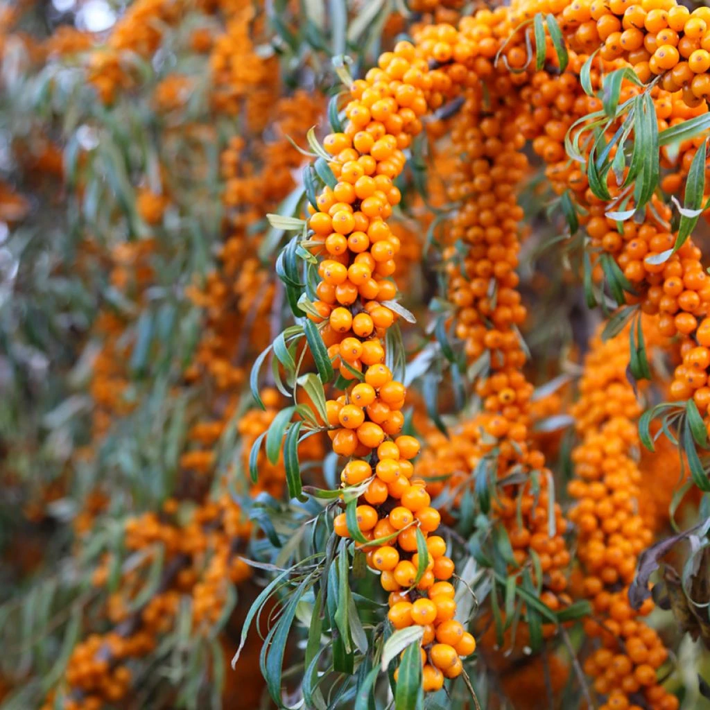 Hippophae Rhamnoides Orange Energy - Argousier 1 Hippophae Rhamnoides Orange Energy - Argousier