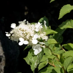 Hortensia - Hydrangea Paniculata White Moth