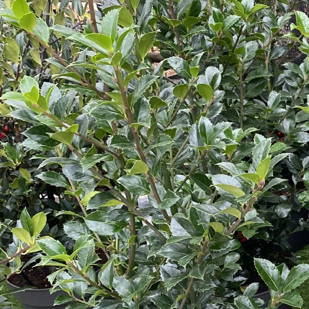 Houx - Ilex X Meserveae Heckenpracht 1 Houx - Ilex X Meserveae Heckenpracht