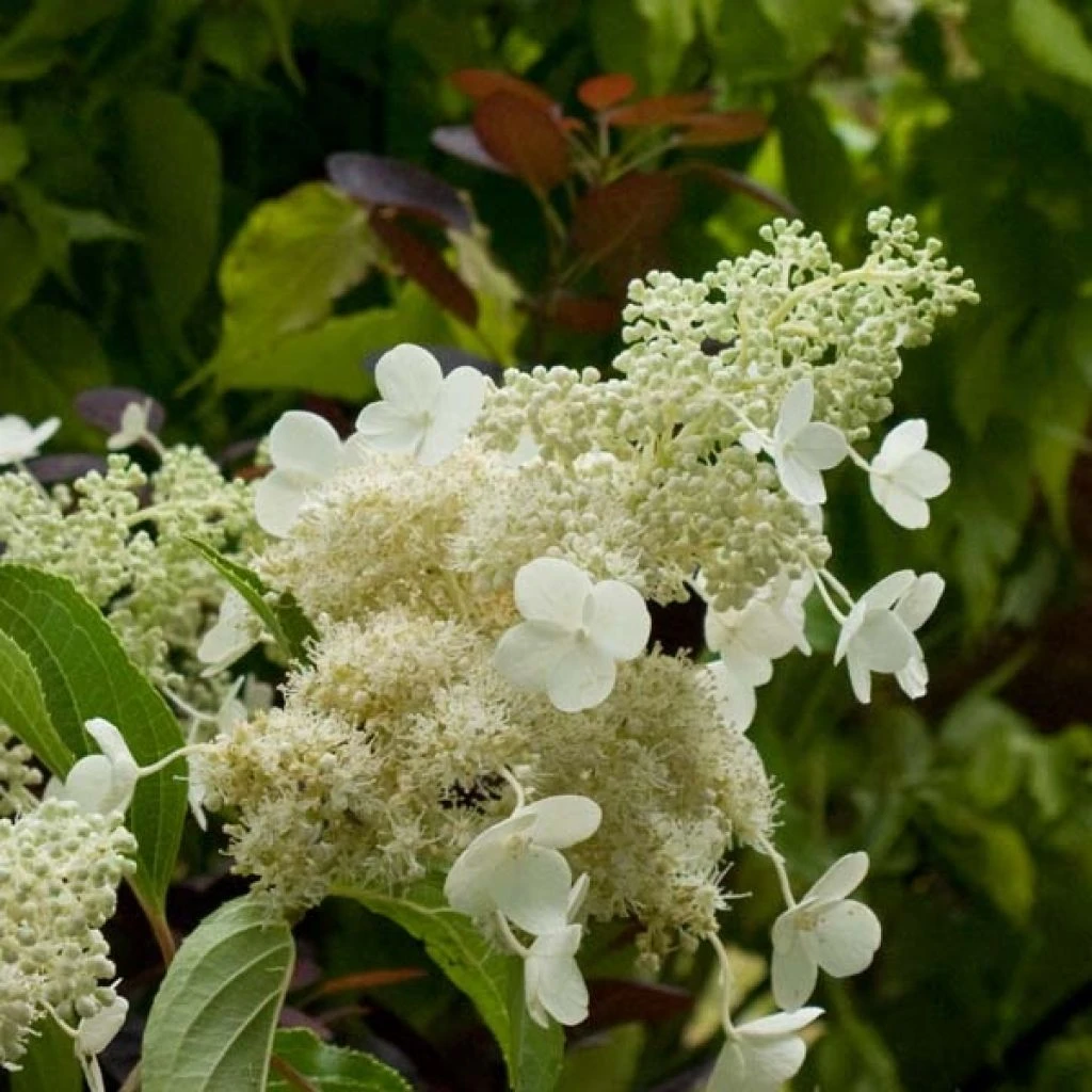 Hydrangea Paniculata Kyushu - Hortensia Paniculé 1 Hydrangea Paniculata Kyushu - Hortensia Paniculé