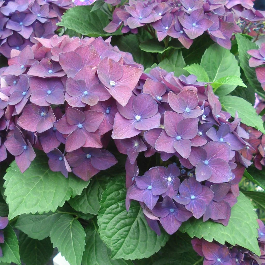 Hortensia - Hydrangea Macrophylla Deep Purple Dance (Music Collection) 1 Hortensia - Hydrangea Macrophylla Deep Purple Dance (Music Collection)
