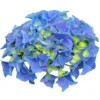 Hortensia - Hydrangea Macrophylla Early Blue