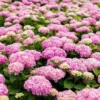 Hortensia - Hydrangea Macrophylla Endless Summer The Original (Rose)