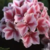 Hortensia - Hydrangea Macrophylla Lady Nobuko