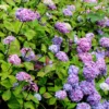 Hortensia - Hydrangea Macrophylla Nigra