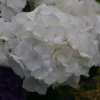 Hortensia - Hydrangea Macrophylla Schneeball