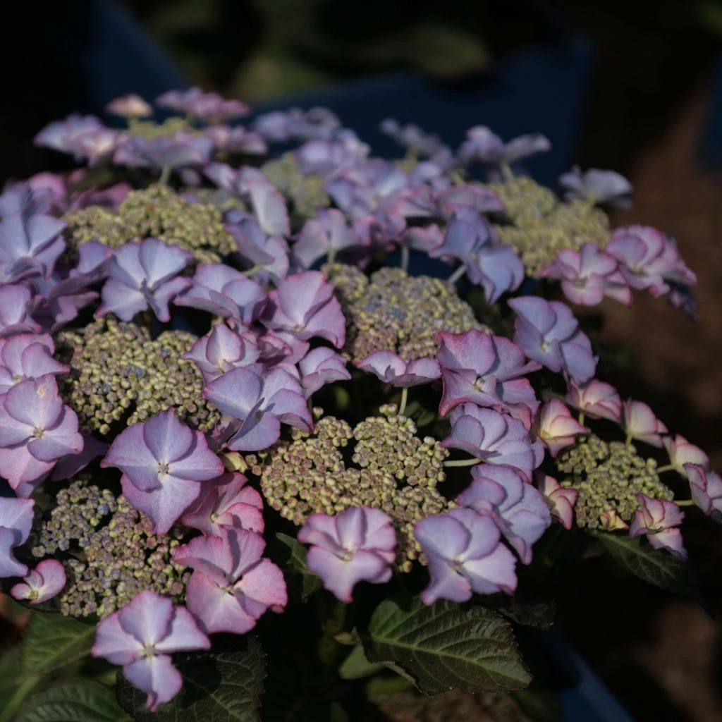 Hortensia - Hydrangea Macrophylla Tiffany 1 Hortensia - Hydrangea Macrophylla Tiffany